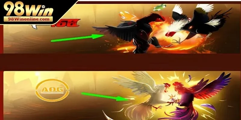 Những cách đúc gà chọi nhiều trống chuẩn nhất