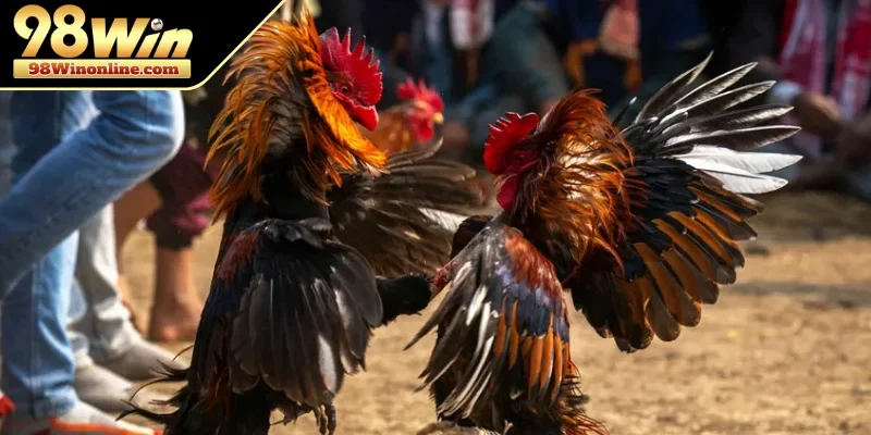 Kinh nghiệm tham gia đấu kê thực tế tối ưu hóa cơ hội thắng